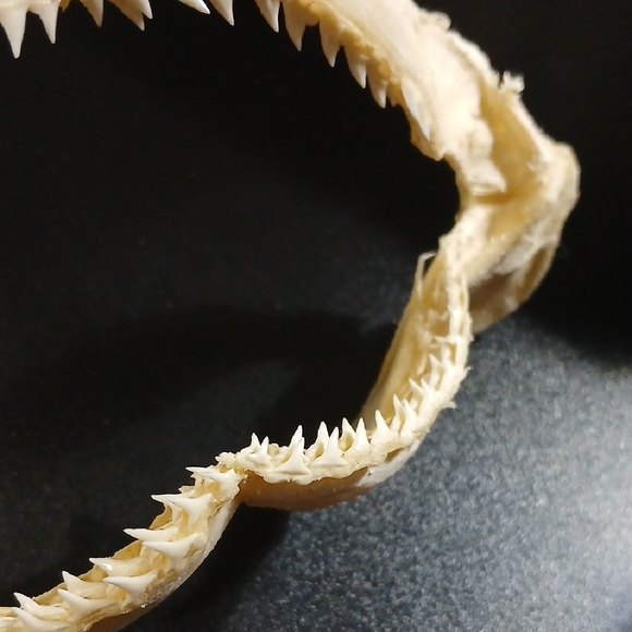 Lemon Shark Jaw- 7" Wide X 3" Many Shark Teeth Educational Great For Classroom - Picture 2 of 6